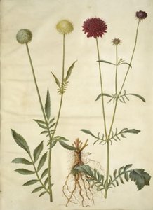 Cephalaria leucantha (White Scabious); Scabiosa atropurpurea (Pincushion Flower) by Hans Simon Holtzbecker