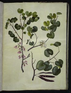 Cercis siliquastrum (Common Judas Tree) by Hans Simon Holtzbecker