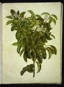 Citrus limon (Common Lemon)