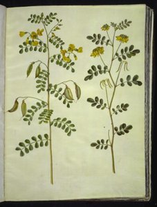 Colutea arborescens; Hippocrepis emerus by Hans Simon Holtzbecker