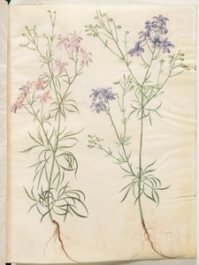 Consolida regalis (Field Larkspur) by Hans Simon Holtzbecker
