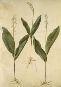 Convallaria majalis (Lily of the Valley); Convallaria majalis (Variety of Lily of the Valley) by Hans Simon Holtzbecker