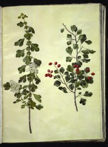Crataegus laevigata (Common Hawthorn) by Hans Simon Holtzbecker