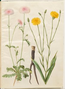 Crepis rubra (red hawksbeard); Scorzonera hispanica (black salsify) by Hans Simon Holtzbecker