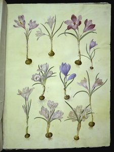 Crocus Vernus (Spring Crocus) by Hans Simon Holtzbecker