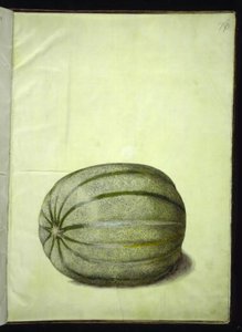 Cucumis melo (Melon) by Hans Simon Holtzbecker
