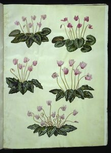 Cyclamen Purpurascens (Alpine Violet); Cyclamen Hederifolium (Ivy-leaved Cyclamen)