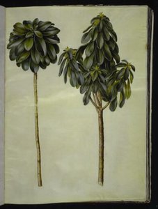 Daphne Laureola (Spurge-Laurel) by Hans Simon Holtzbecker