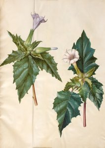 Datura stramonium (Common Thorn Apple) by Hans Simon Holtzbecker