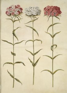 Dianthus Barbatus (Sweet William) by Hans Simon Holtzbecker