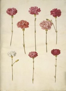 Dianthus caryophyllus (Carnation) by Hans Simon Holtzbecker