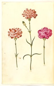 Dianthus caryophyllus (carnation) by Hans Simon Holtzbecker