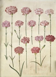 Dianthus Caryophyllus (Garden Carnation) by Hans Simon Holtzbecker
