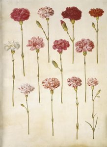 Dianthus Caryophyllus (Carnation) by Hans Simon Holtzbecker
