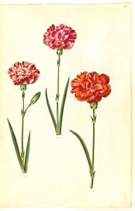 Dianthus caryophyllus by Hans Simon Holtzbecker