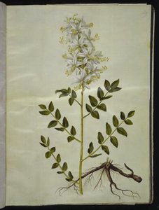 Dictamnus Albus by Hans Simon Holtzbecker