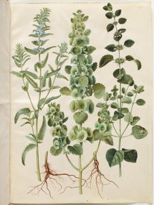 Dracocephalum moldavica (Moldavian Dragonhead); Moluccella spinosa (Spiny Moluccella); Melissa officinalis (Lemon Balm) by Hans Simon Holtzbecker