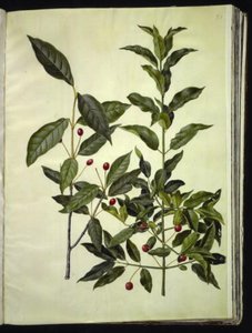 Euonymus latifolius (Broad-leaved Spindle); Euonymus europaeus (Common Spindle) by Hans Simon Holtzbecker