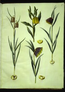 Fritillaria Meleagris; Fritillaria Aurea or Fritillaria Tubiformis & Moggridgei; Fritillaria Montana by Hans Simon Holtzbecker