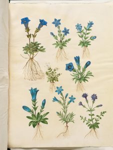 Gentiana Acaulis (Stemless Gentian); Gentiana Verna (Spring Gentian); Gentiana Acaulis (Stemless Gentian); Gentiana (Species of Gentian) by Hans Simon Holtzbecker