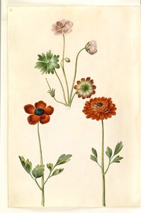 Geranium sanguineum striatum (Striped Cranesbill); Ranunculus asiaticus (Garden Ranunculus) by Hans Simon Holtzbecker