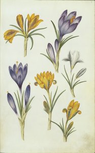 Crocuses by Hans Simon Holtzbecker