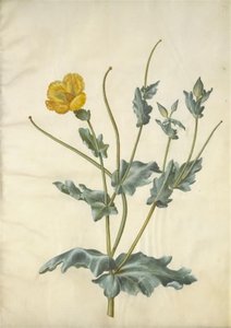 Glaucium flavum (Yellow Horned Poppy) by Hans Simon Holtzbecker
