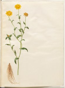 Glebionis segetum (Corn Marigold) by Hans Simon Holtzbecker