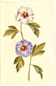 Hibiscus syriacus (Syrian Rose) by Hans Simon Holtzbecker