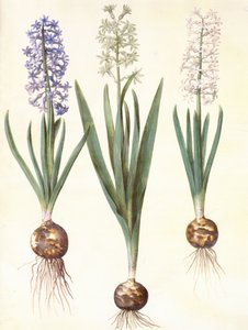 Hyacinthoides Orientalis by Hans Simon Holtzbecker