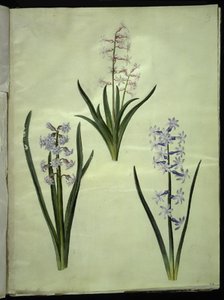 Hyacinthus orientalis (Common Hyacinth) by Hans Simon Holtzbecker