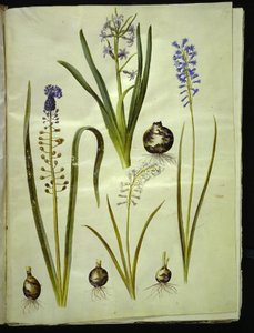 Hyacinthus orientalis (Common Hyacinth); Muscari comosum (Tassel Hyacinth); Brimeura amethystina (Pyrenean Hyacinth) by Hans Simon Holtzbecker