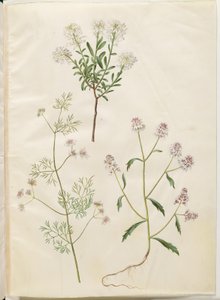 Iberis sempervirens; Coriandrum sativum; Iberis amara by Hans Simon Holtzbecker