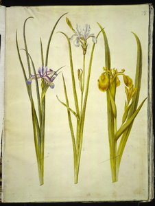 Iris graminea (grass-leaved iris); Iris sibirica (Siberian iris); Iris pseudacorus (yellow iris) by Hans Simon Holtzbecker