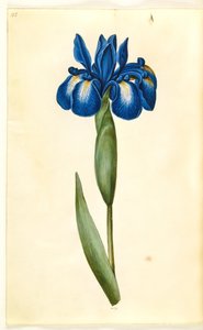 Iris latifolia (English Iris)