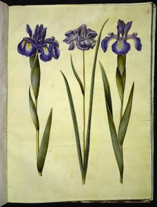 Iris latifolia; Iris sibirica
