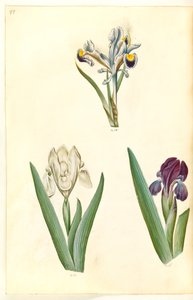 Iris persica (Persian Iris); Iris lutescens or Iris pumila (?) (Dwarf Iris or Low Iris) by Hans Simon Holtzbecker