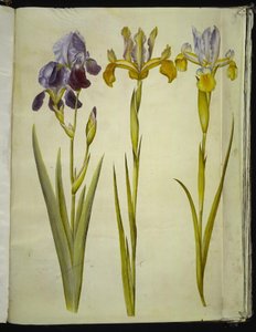Iris ×sambucina (Elder Iris); Iris latifolia (English Iris) by Hans Simon Holtzbecker