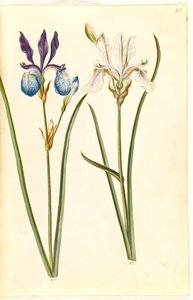 Iris sibirica (Siberian Iris) by Hans Simon Holtzbecker