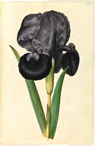 Iris susiana (Mourning Iris)
