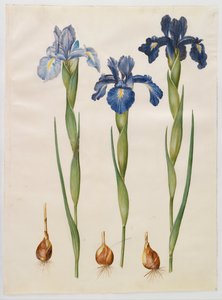Iris xiphioides by Hans Simon Holtzbecker