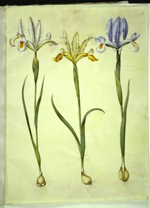 Iris xiphium (Spanish Iris) or Iris latifolia (English Iris); Iris xiphium (Spanish Iris) by Hans Simon Holtzbecker
