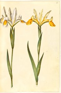 Iris xiphium, possibly Iris latifolia (Spanish Iris or English Iris) by Hans Simon Holtzbecker