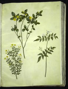 Jasminum odoratissimum; Jasminum fruticans; Jasminum grandiflorum by Hans Simon Holtzbecker
