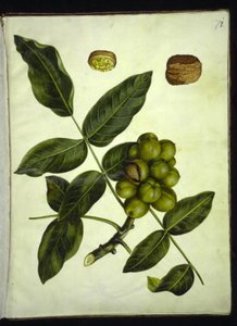 Juglans regia (Common Walnut)