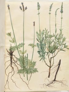 Lavandula multifida; Lavandula angustifolia by Hans Simon Holtzbecker