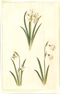 Leucojum Aestivum (Summer Snowflake); Galanthus Nivalis (Common Snowdrop); Leucojum Vernum (Spring Snowflake) by Hans Simon Holtzbecker