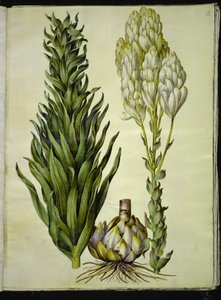 Lilium Candidum (Madonna Lily) by Hans Simon Holtzbecker