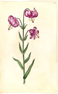 Lilium martagon (Martagon Lily) by Hans Simon Holtzbecker