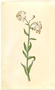 Lilium Martagon by Hans Simon Holtzbecker